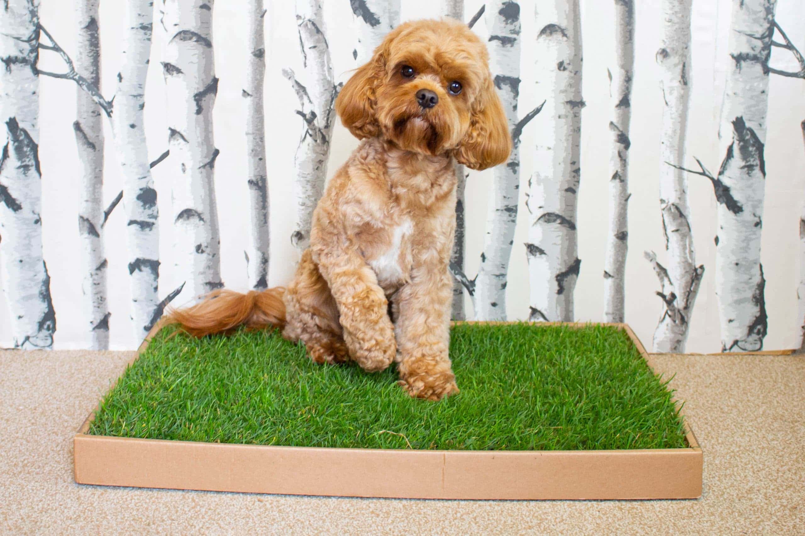 dog_toilet-haily-petshop-01235489 (1).jpg